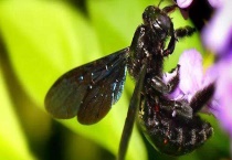 东北黑蜂的盗性强吗 有什么优点