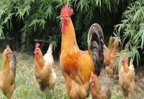 肉鸡和土鸡有什么差别 体型和肉质口感区别？较大