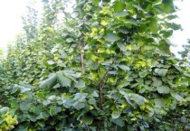 榛子树几年开花结果