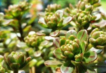 小人祭怎么爆盆