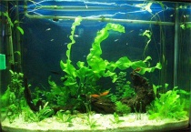 什么水草不用二氧化碳