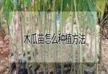 木瓜苗怎么种植多久？