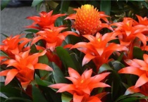 什么是彩叶凤梨