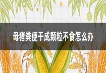 母猪粪便干成颗粒不食怎么办？