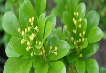 米兰花掉叶子怎么办？米兰花掉叶子的原因？