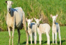 羊是什么科目的动物 羊的品种有哪些？