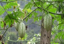 吊瓜种植技术