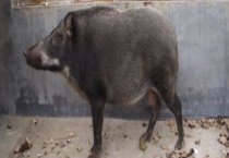 什么是特种野猪？附特种野猪的特点