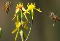 双王群会不会导致分蜂 分蜂的原因及怎样预防分蜂
