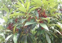 牛筋木是什么树