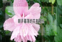 朝开暮落的花有哪些？