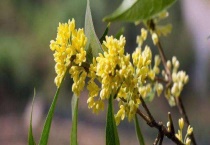 月月桂与四季桂的区别？