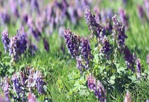 延胡索病虫害防治技术 延胡索发病特征