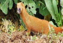 黄鼠狼捕捉方法 附黄鼠狼的猎捕季节