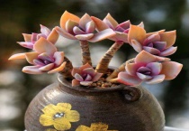 多肉屁股花裂了怎么办？