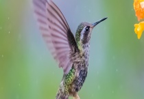 蜂鸟是不是国家保护动物 关于蜂鸟的介绍