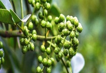 藤椒和花椒的区别？ 形状、颜色、产地与功效均有区别？