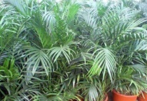 富贵椰子和散尾葵区别？