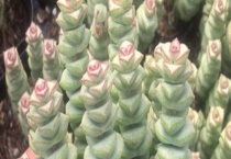 钱串叶子干瘪怎么办 附叶子发黄的解决办法