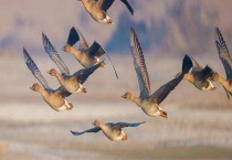 大雁的生活习性 大雁的食性