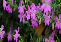 萼距花是满天星吗？