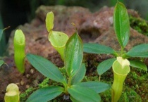 什么是风铃猪笼草