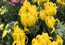 菊花一般几月份开 有哪些品种