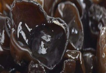 木耳种类及介绍 不同种类的营养价值不同