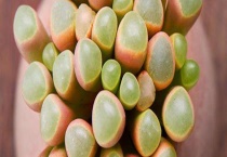 五十铃玉裂开了解决方法 注意浇水必须要适量