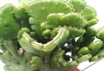 膨珊瑚花语是什么？