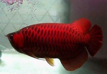 鱼属于变态还是不变态