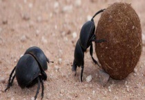 屎壳郎吃什么 是不是害虫 有什么作用