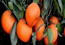 盆栽桔子结果需要几年 附其养护多久？