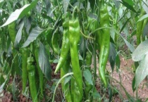 辣椒的病害主要有哪些？