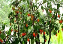 老鸦柿种子种植多久？