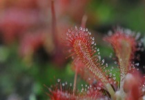 食虫草品种有哪些？