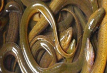 黄鳝是雌雄同体吗？附类似动物