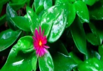 田七和牡丹吊兰的区别？ 具体表现在哪