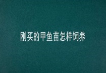 刚买的甲鱼苗怎样饲养