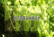 秋芹菜露天种植技术