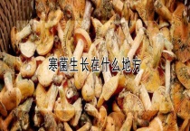 寒菌生长在什么地方