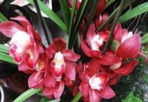 开过花后的大花蕙兰怎么多久？