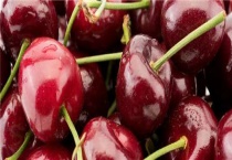 大樱桃的栽培技术