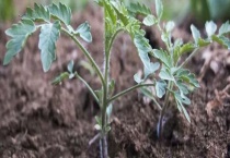 番茄苗只长高不长粗怎么办？