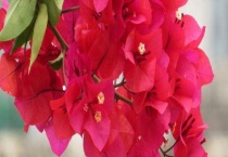 三角梅掉花是什么原因 解决办法是什么？