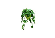 绿萝叶子为什么发黄