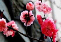 家里养红梅还是腊梅