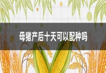 母猪产后十天可以配种吗？