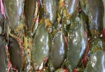 青蟹死了能不能吃？附青蟹的选购方法和营养价值