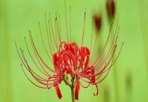 彼岸花和曼陀罗的区别？